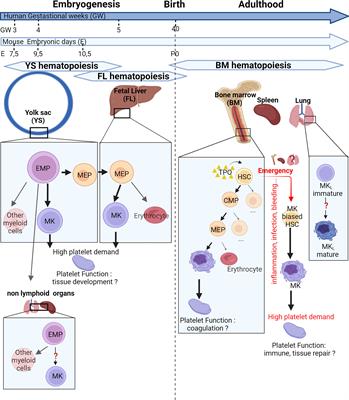 Occurrence and role of lung megakaryocytes in infection and inflammation